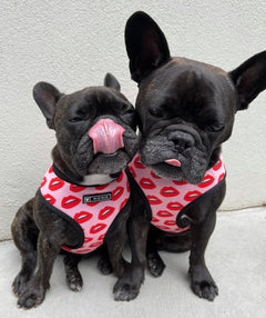 Luxury Red Lips Breathable Mesh Harness Chest Back + Traction