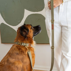 Tilley + Me Hemp Cotton Dog Collar – Durable, Adjustable, Soft – Joshua Tree