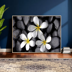 Plumeria Frangipani Black Stone Canvas | White Flower Spa