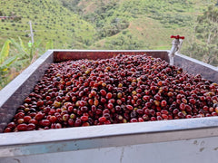 Chiroso - Washed