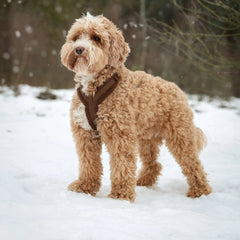 'Bordeaux' - Sherpa Dog Harness