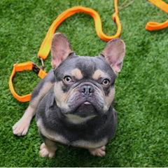 Tilley + Me Hemp Cotton Dog Leash - Durable, Sustainable, Adjustable, Lightweight & Soft-Malibu