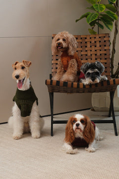 Pretzel Pet Sweater - Tofee Orange
